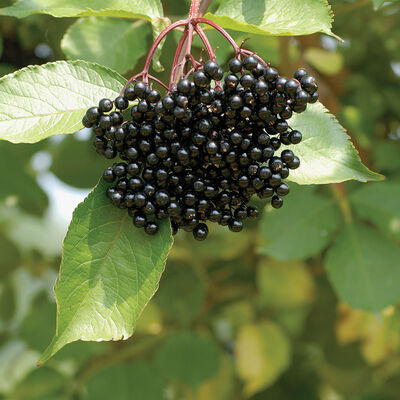 Samyl Elderberry