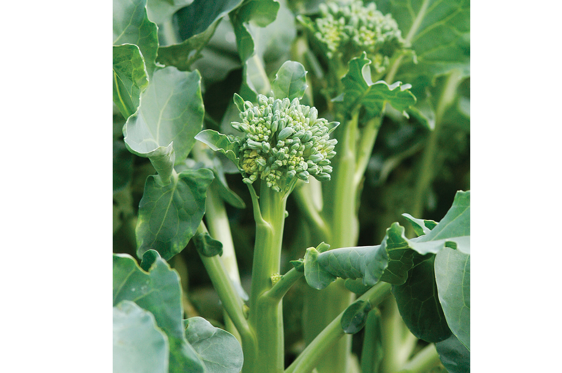 Happy Rich Mini Broccoli