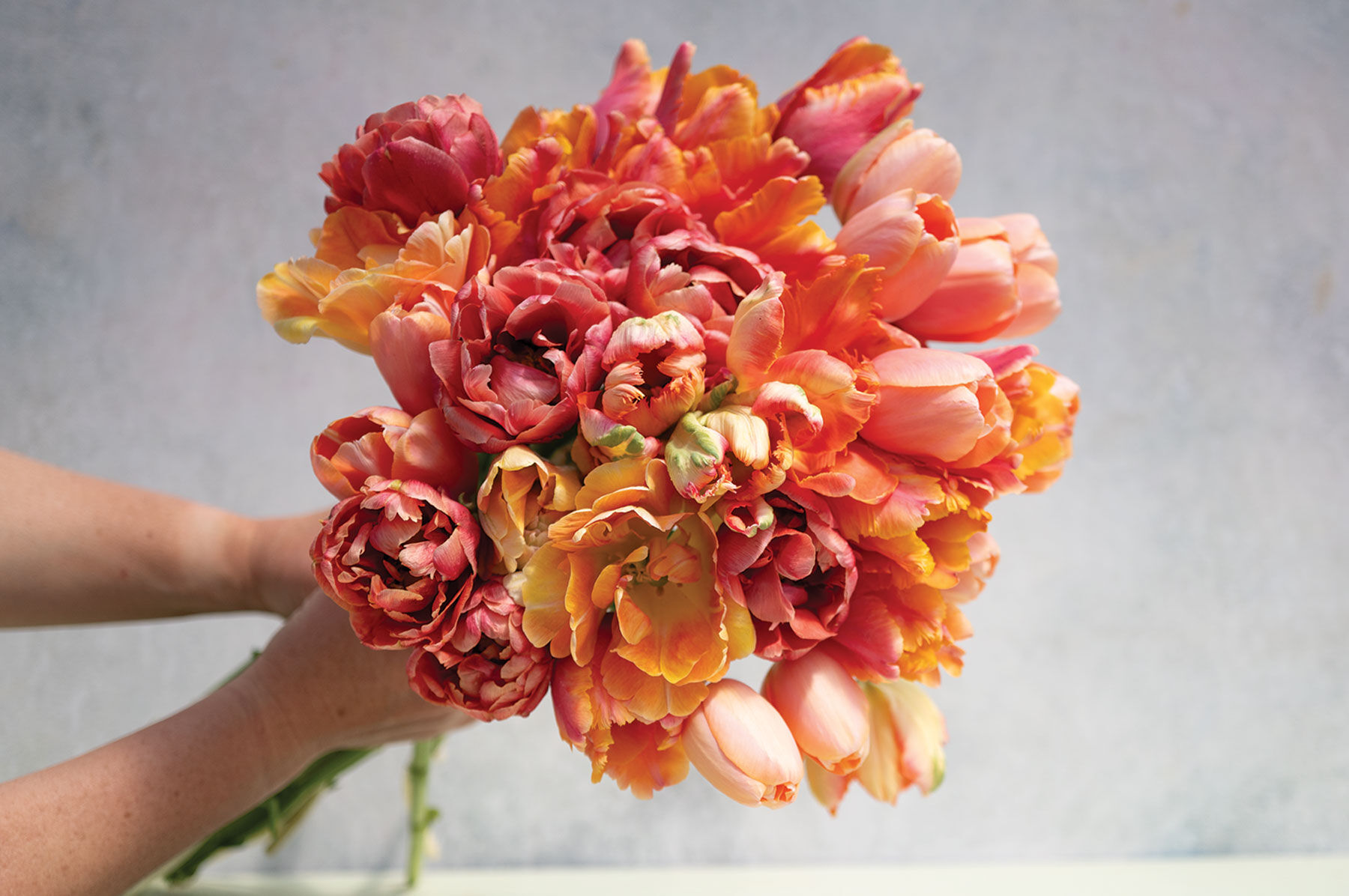 Peaches & Cream Set Tulips