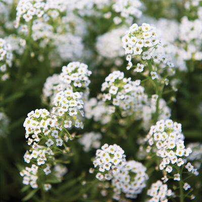 Sweet Alyssum Alyssum