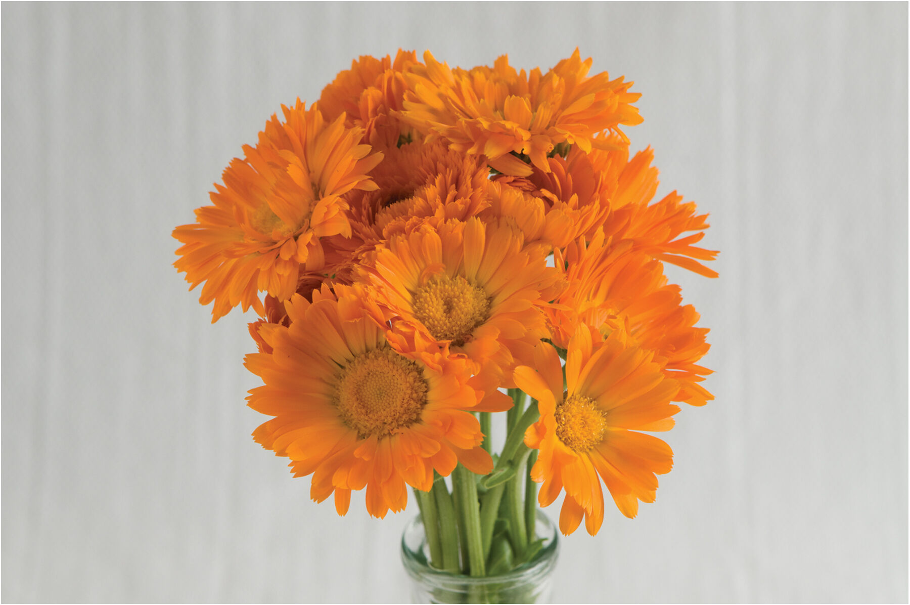 Alpha Calendula