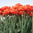 Icoon Tulips
