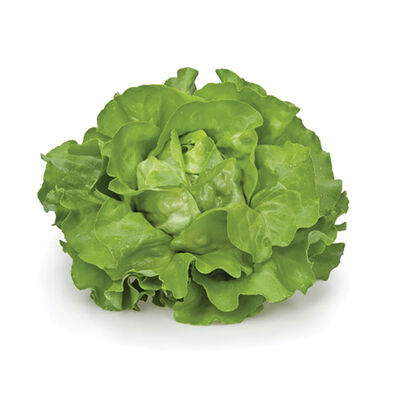 Flandria Butterhead Lettuce (Boston)