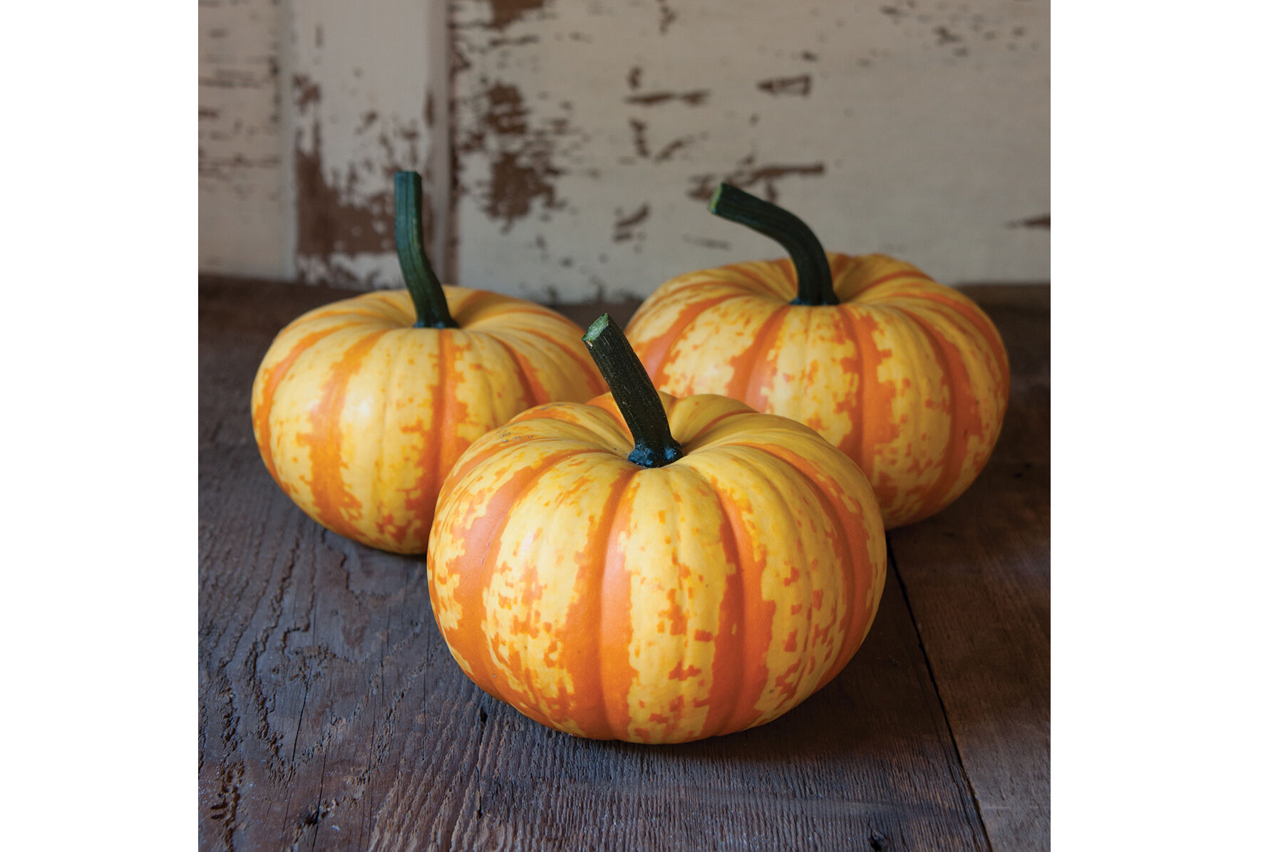 Blaze Specialty Pumpkins