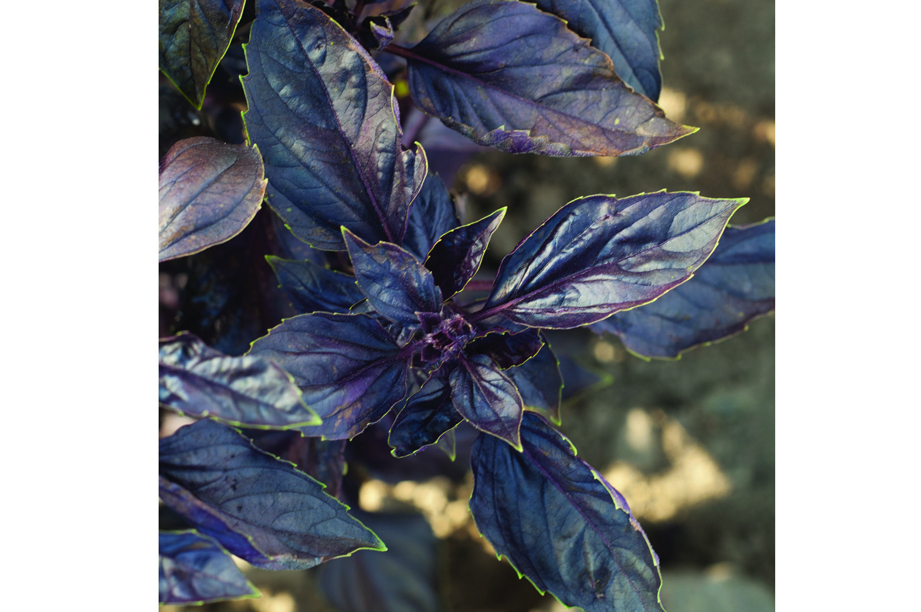 Red Rubin Purple Basil