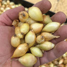 Shakespeare &ndash; Fall-Planted Onion Plants & Sets