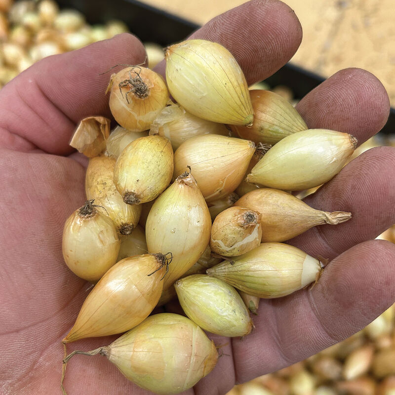 Shakespeare &ndash; Fall-Planted Onion Plants & Sets