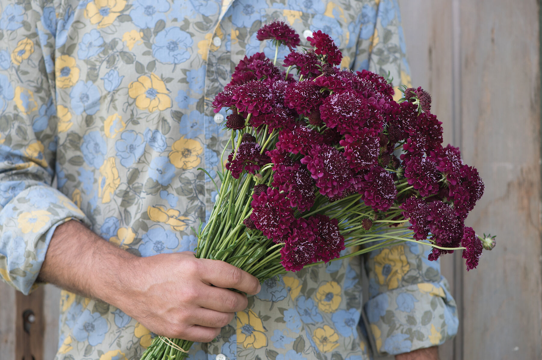 Merlot Red Scabiosa (Pincushion Flower)