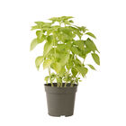 Mrs. Burns' Lemon Citrus Basil