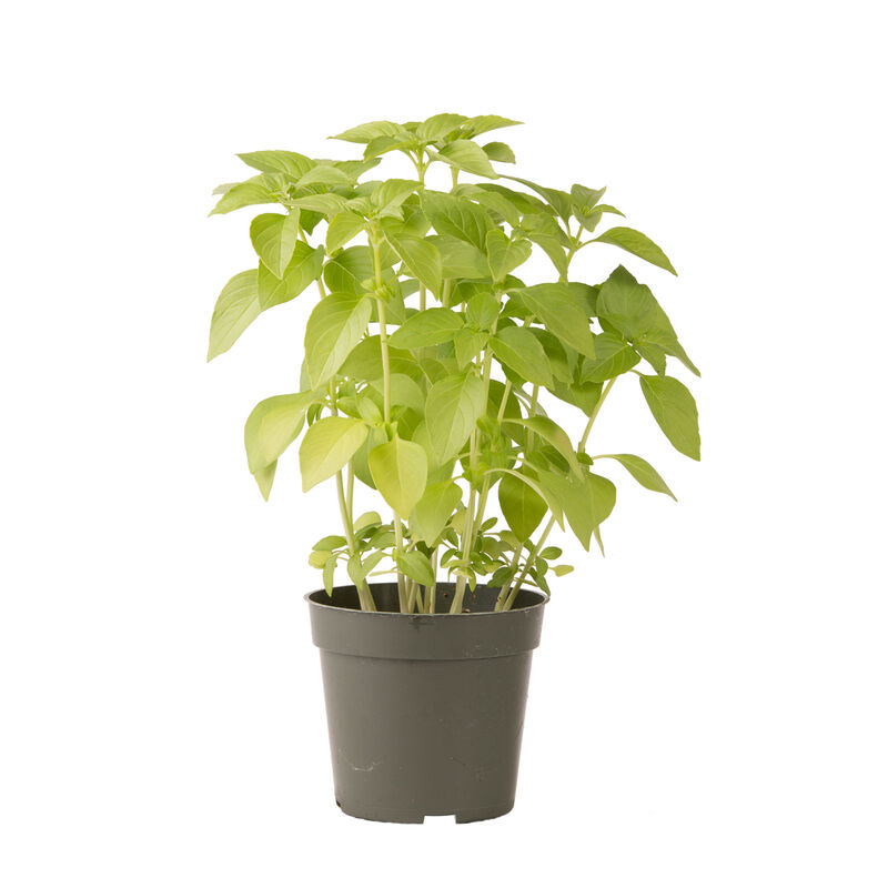 Mrs. Burns' Lemon Citrus Basil