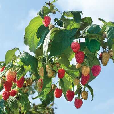 Polka Raspberry