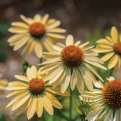 Paradiso Yellow Echinacea (Coneflower)