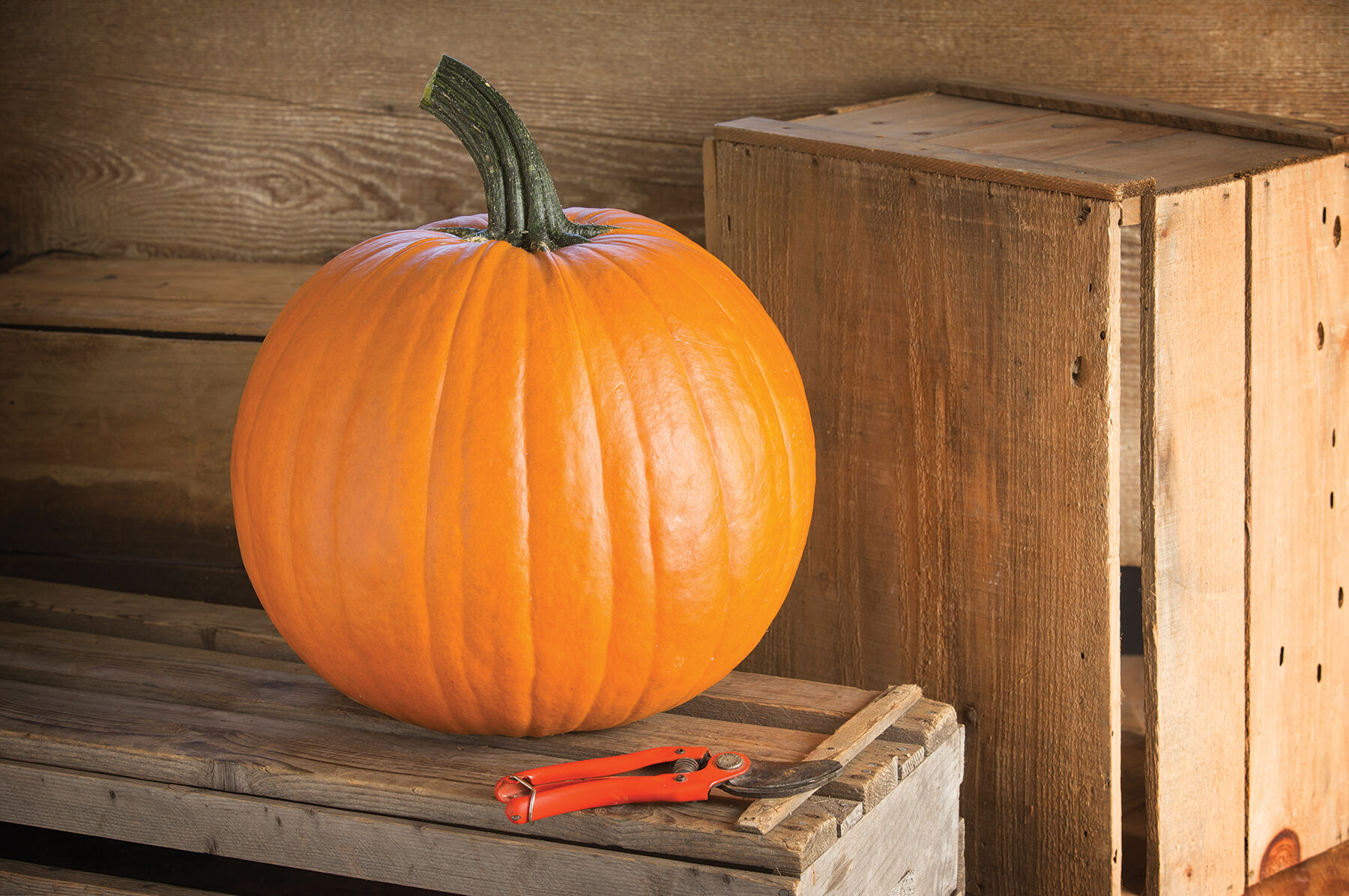 Renegade PMR Jack-o-Lanterns