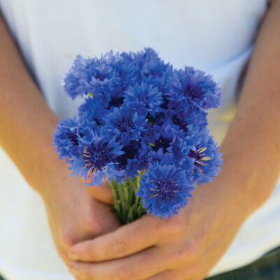 Florist Blue Boy Centaurea (Bachelor's Button)