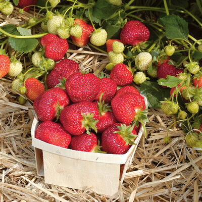 Honeoye Strawberry Bare-Root Plants