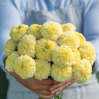 White Swan Marigold