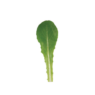 Reyes (3SX3901) Romaine Lettuce (Cos)