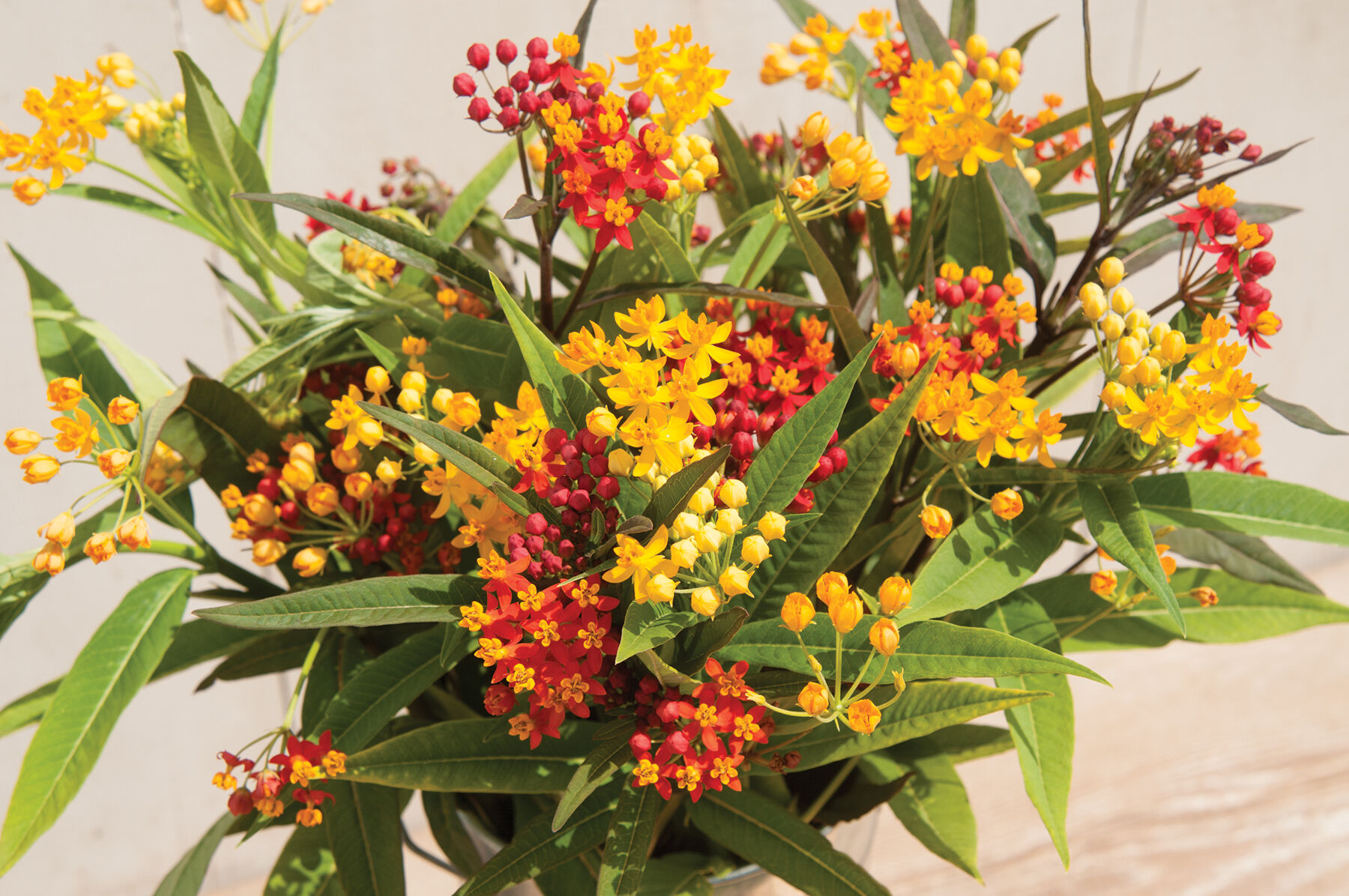 Silky Formula Mix Asclepias (Butterfly Weed)