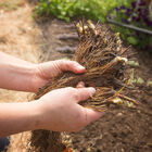 Honeoye &ndash; Spring-Planted Strawberry Bare-Root Plants