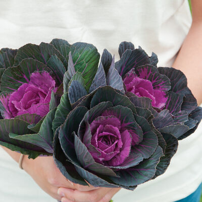 Crane Red Kale, Ornamental