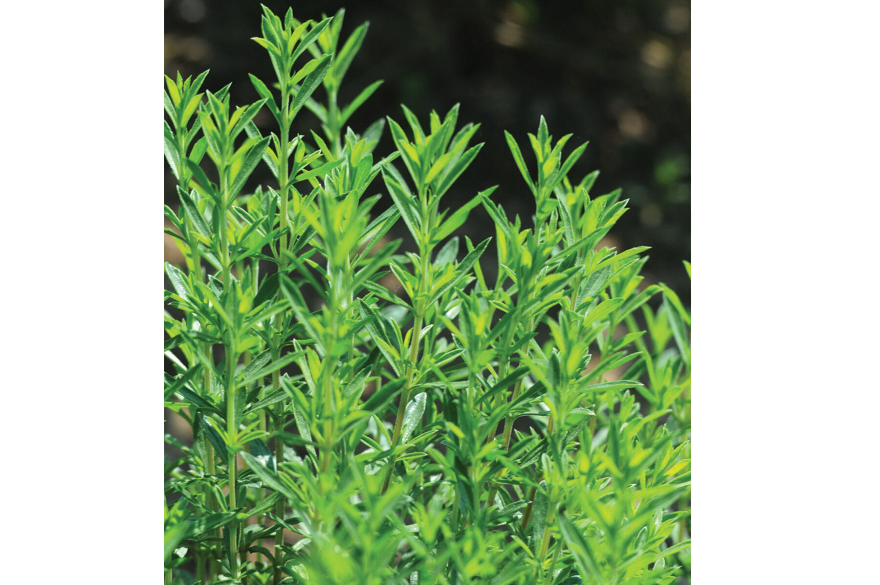 Winter Savory Savory