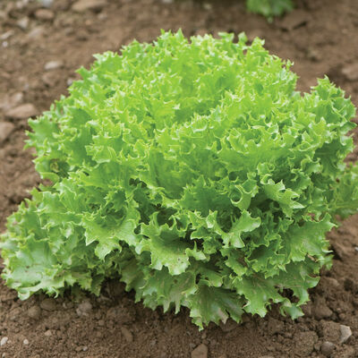 Salanova® Green Sweet Crisp Salanova® Lettuce