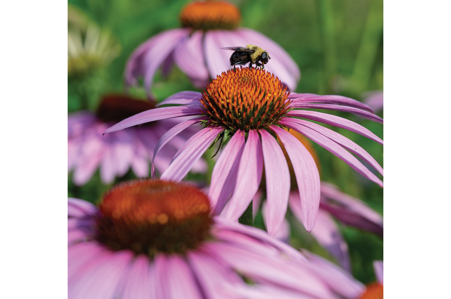 Echinacea purpurea Echinacea (Coneflower)