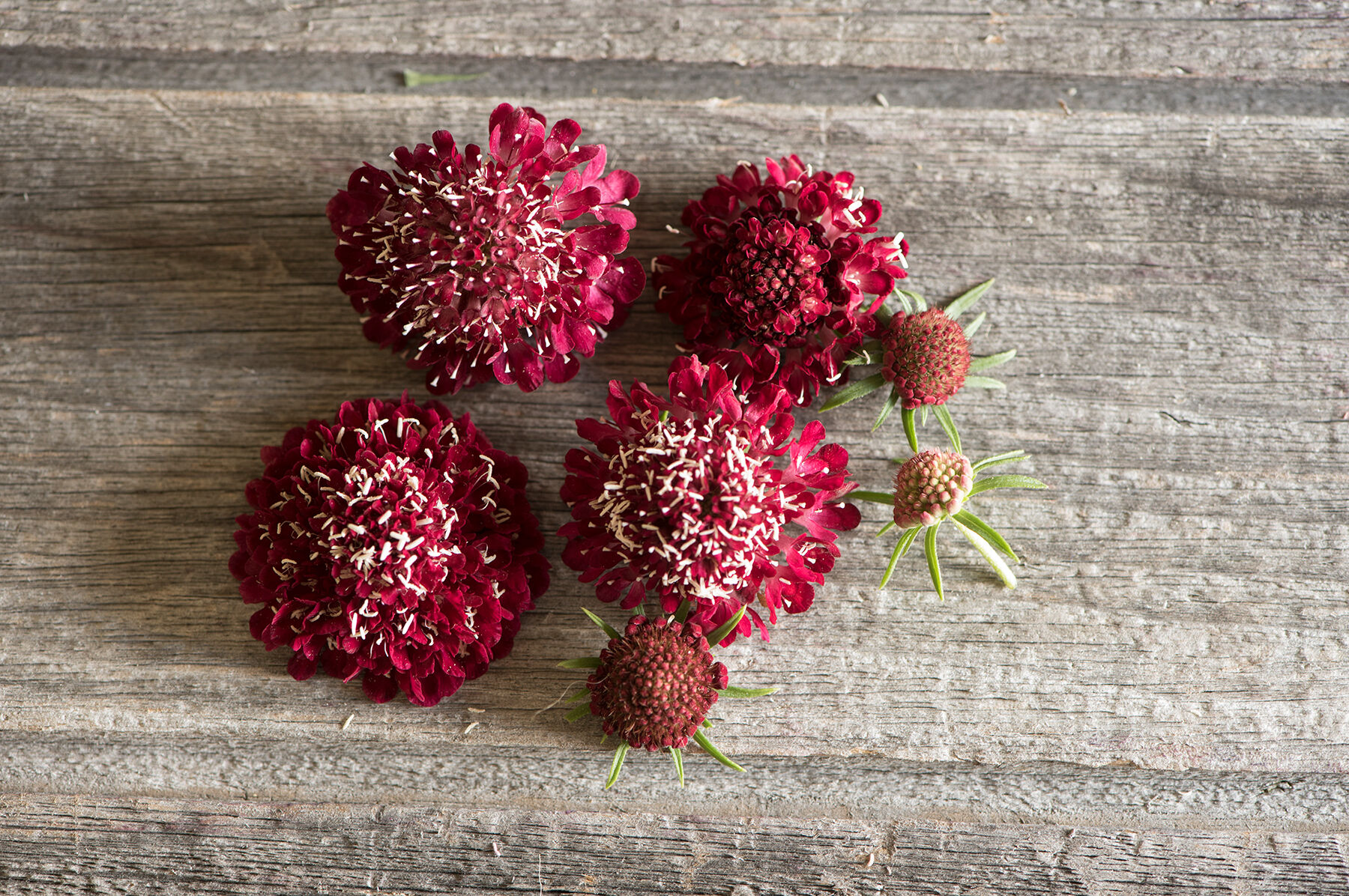 Fire King Scabiosa (Pincushion Flower)