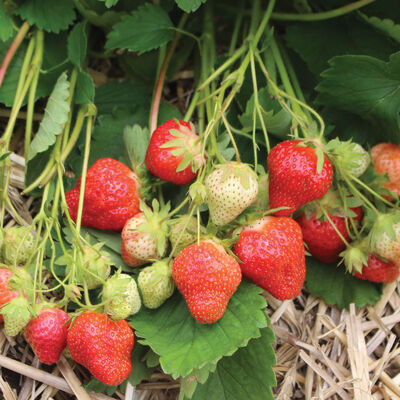 Cabot Strawberry Bare-Root Plants