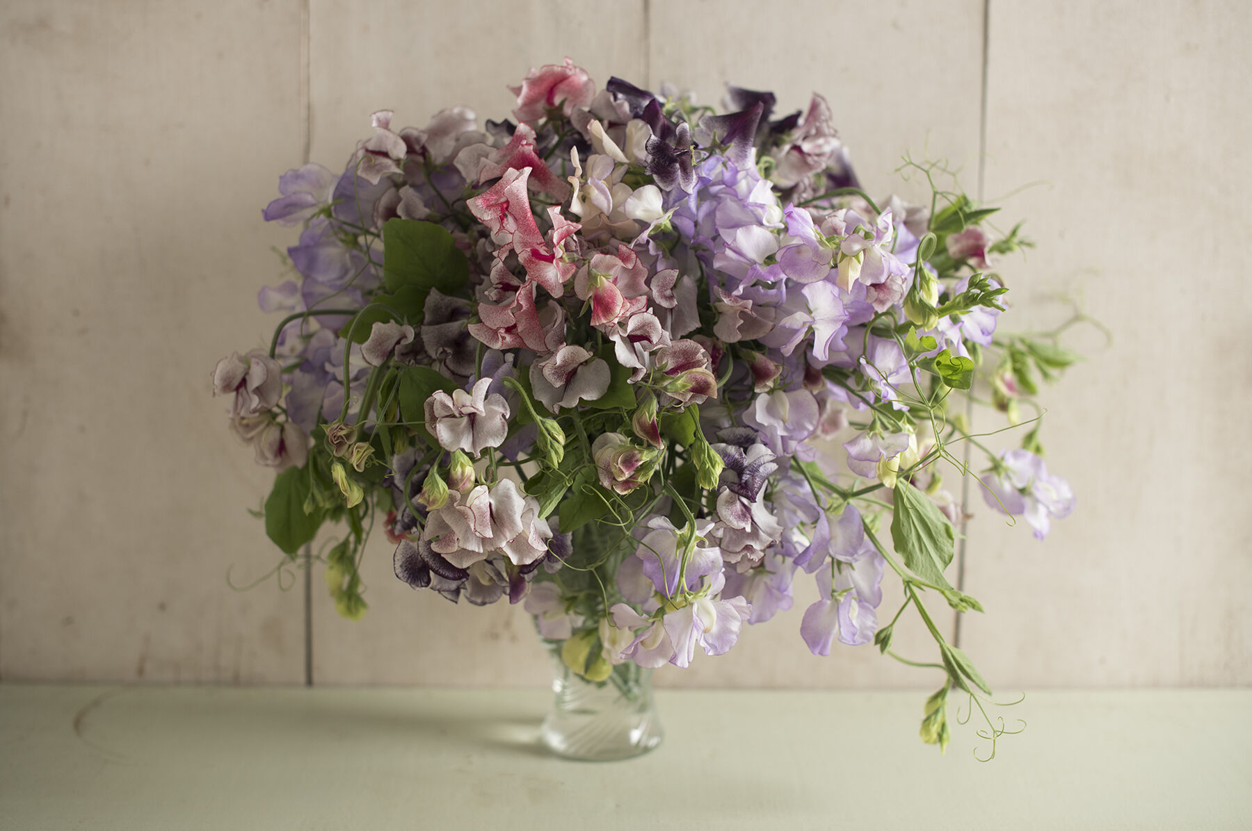 Spencer Ripple Formula Mix Sweet Peas