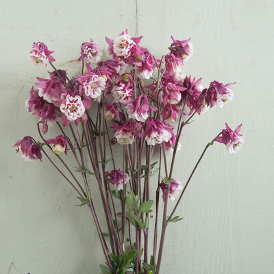 Pink Petticoat Columbine