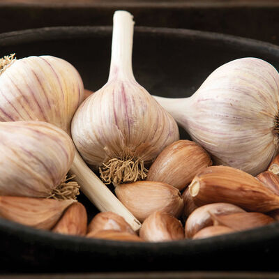 German Red Garlic