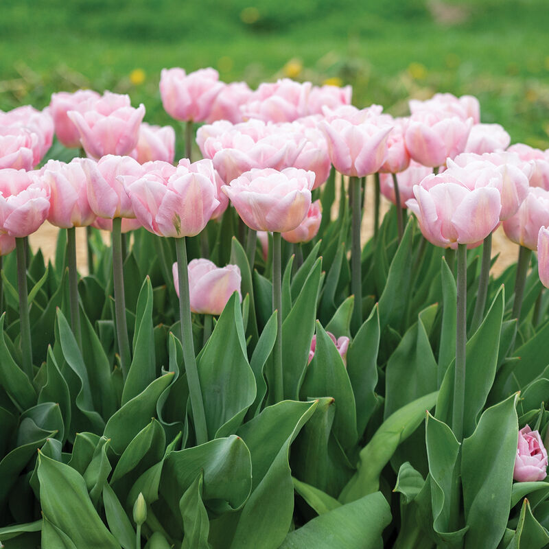 Dreamer&reg; Tulips