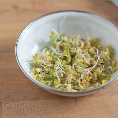 Radish, Daikon Sprouts