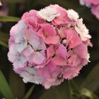 Sweet&trade; Cherryblossom Magic Dianthus (Sweet William)