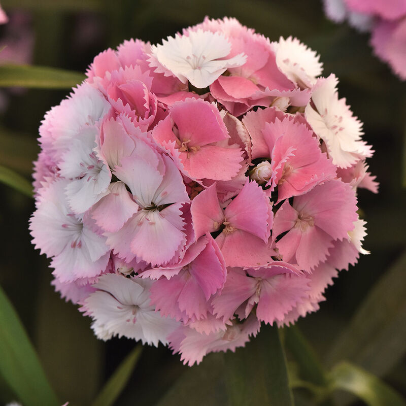 Sweet&trade; Cherryblossom Magic Dianthus (Sweet William)