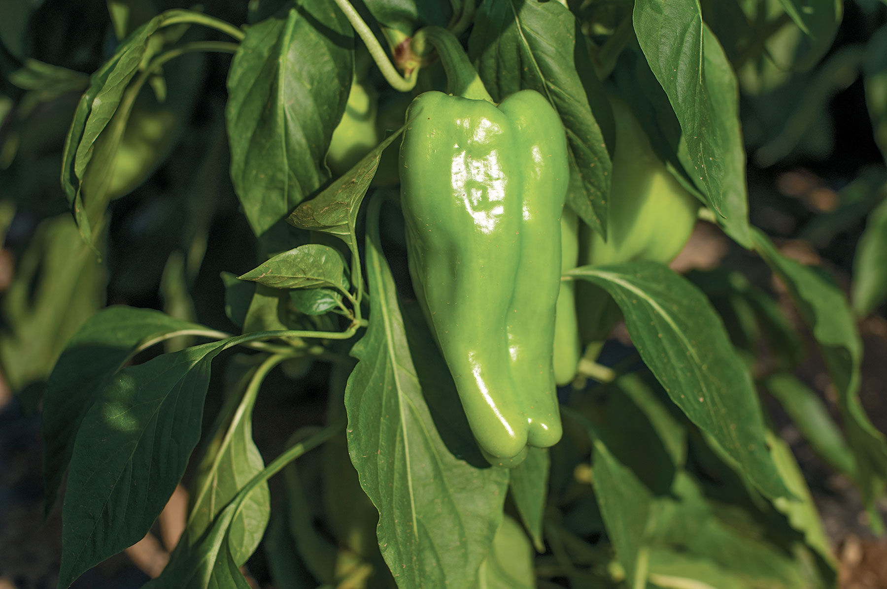 Nassau Sweet Peppers