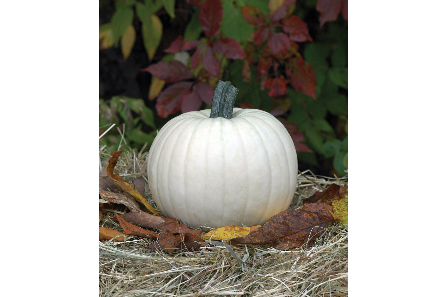 Moonshine Specialty Pumpkins