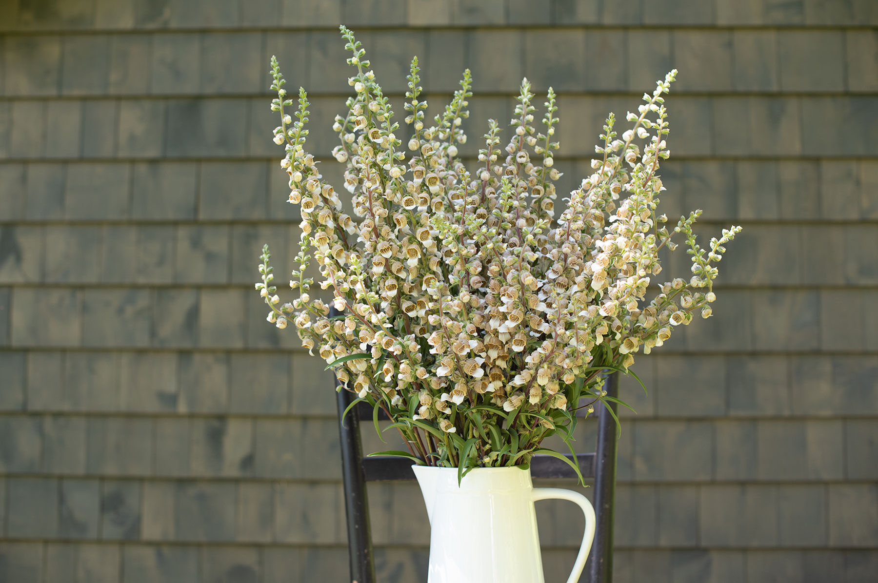 Café Crème Digitalis (Foxglove)