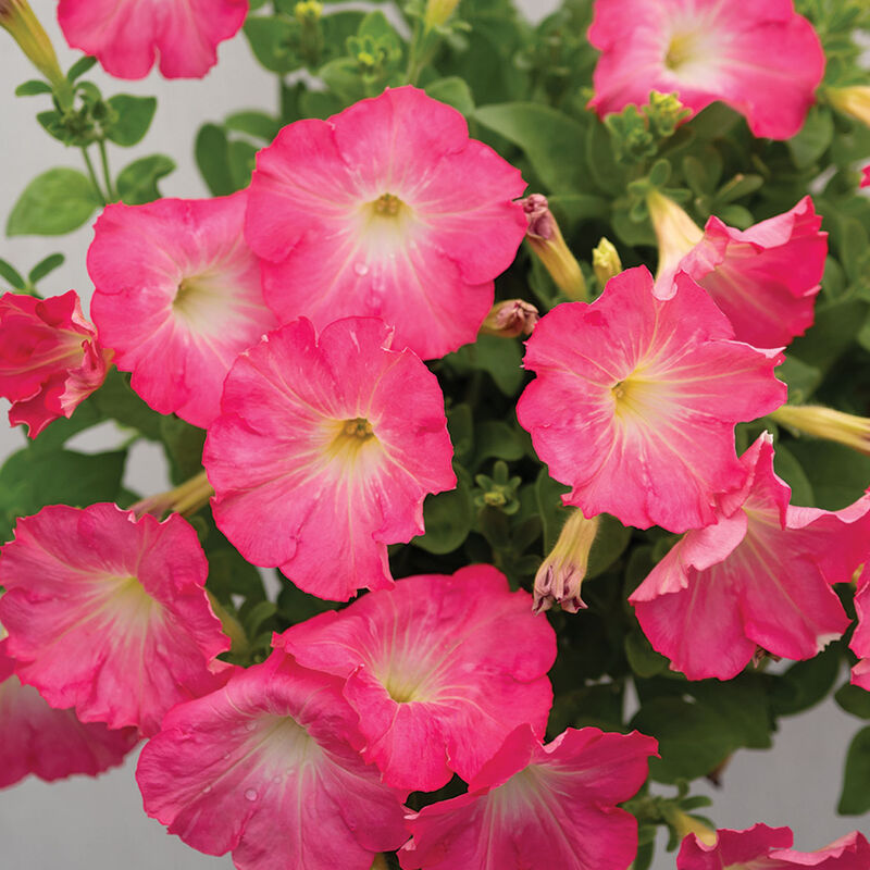 Easy Wave&reg; Rosy Dawn Petunia