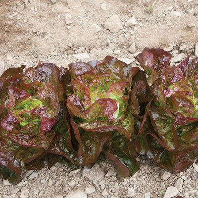 Alkindus Butterhead Lettuce (Boston)