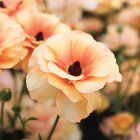 Butterfly&trade; Vestalis&reg; Ranunculus