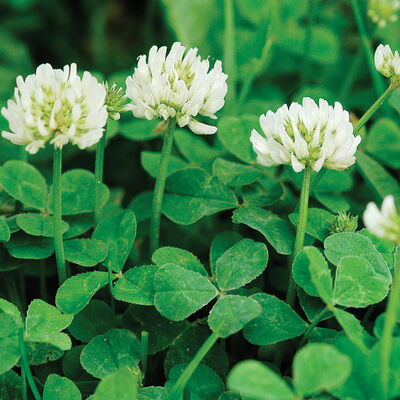 New Zealand White Clover Clovers