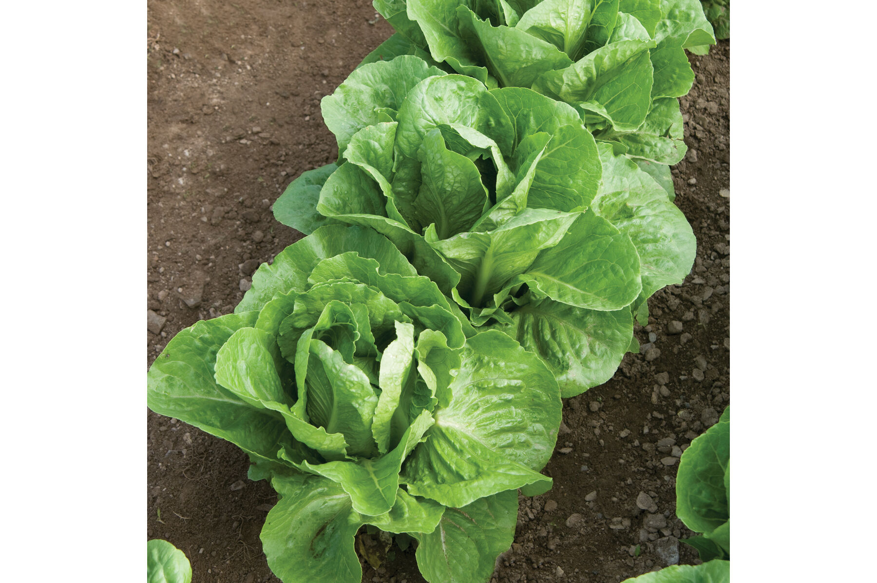 Coastal Star Romaine Lettuce (Cos)