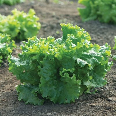 Waldmann's Dark Green Leaf Lettuce