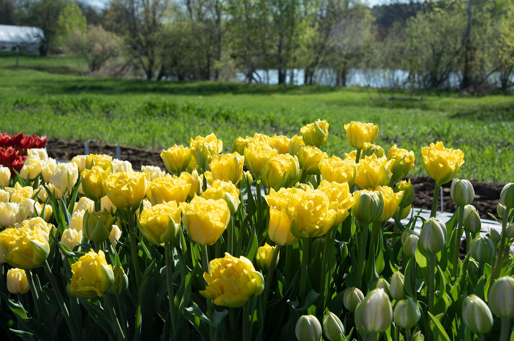 Marie Jo Tulips