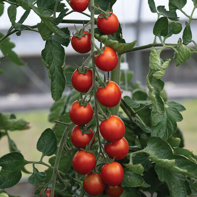 Attracta Cherry Tomatoes