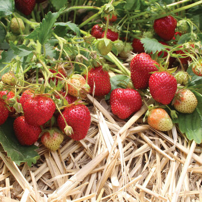 AC Wendy Strawberry Bare-Root Plants