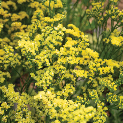 Forever Moonlight Statice