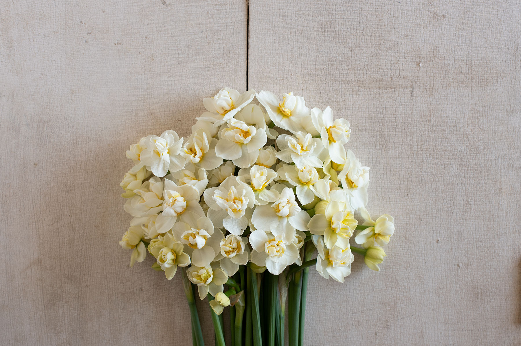 Cheerfulness Narcissus